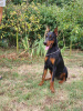 Photo №3. Chienne Dobermann, jeune chienne. Serbie