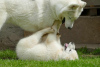 Photos supplémentaires: husky sibérien BEAU chien