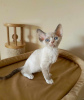 Photo №1. devon rex - à vendre en ville de Herne | 350€ | Annonce № 113146