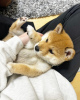 Photo №1. shiba - à vendre en ville de Wrocław | négocié | Annonce №94455