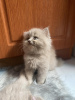 Photo №1. british longhair - à vendre en ville de Munich | 300€ | Annonce № 109698