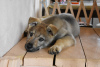 Photo №4. Je vais vendre chien-loup tchécoslovaque en ville de Yaroslavl. annonce privée - prix - négocié