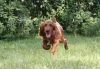 Photo №3. Chiot Setter Irlandais. Ukraine