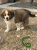 Photo №1. saint-bernard - à vendre en ville de Prague | Gratuit | Annonce №124138