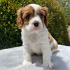 Photo №3. Cavalier King Charles Spaniel Welpen. L'Autriche