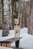 Photo №3. Le merveilleux chien Denver est entre de bonnes mains.. Fédération de Russie