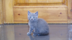 Photo №2 de l'annonce № 2172 de la vente british shorthair - acheter à Fédération de Russie annonce privée