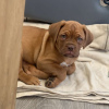 Photo №1. dogue de bordeaux - à vendre en ville de Sofia | 400€ | Annonce №78622