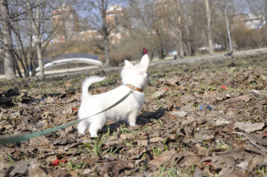 Photo №3. Chihuahua, mâle. Fédération de Russie