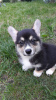 Photo №1. welsh corgi - à vendre en ville de Gomel | 687€ | Annonce №7772