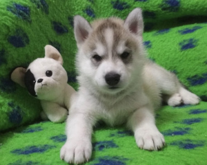 Photo №2 de l'annonce № 5737 de la vente husky de sibérie - acheter à Fédération de Russie de la fourrière