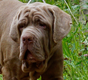 Photos supplémentaires: Kennel & quot; Alario Style & quot; présente les chiots du Mastiff