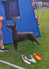 Photos supplémentaires: Chiots Xoloitzcuintle (chien sans poils mexicain)