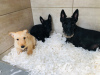 Photos supplémentaires: Chiots Terrier écossais