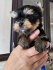 Photo №2 de l'annonce № 103657 de la vente yorkshire terrier - acheter à Turquie annonce privée