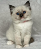 Photo №1. ragdoll - à vendre en ville de New york | 265€ | Annonce № 105104