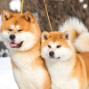 Photos supplémentaires: Chiots japonais Akita Inu