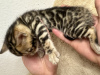 Photos supplémentaires: Magnifiques chatons Bengal Şık Bengal yavru kedileri