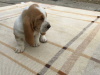 Photo №1. basset hound - à vendre en ville de Vienna | 300€ | Annonce №75974