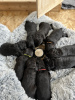 Photo №3. Noir Labradoodle-pups à acheter. Pays Bas