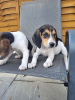 Photo №2 de l'annonce № 22344 de la vente beagle - acheter à USA annonce privée