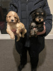 Photo №1. biewer yorkshire terrier, cavalier king charles spaniel - à vendre en ville de Франкфурт-на-Майне | 420€ | Annonce №90329