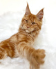 Photo №2 de l'annonce № 103254 de la vente maine coon - acheter à USA éleveur