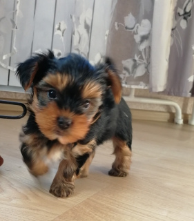 Photo №1. yorkshire terrier - à vendre en ville de Saint-Pétersbourg | 213€ | Annonce №1642