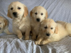 Photo №1. golden retriever - à vendre en ville de Kazan | Gratuit | Annonce №35498