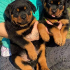 Photo №1. rottweiler - à vendre en ville de Vienna | négocié | Annonce №77606