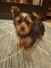 Photo №1. biewer yorkshire terrier, yorkshire terrier - à vendre en ville de Vilnius | 600€ | Annonce №127655