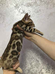 Photo №2 de l'annonce № 4721 de la vente bengal - acheter à Ukraine de la fourrière