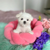 Photo №1. bichon maltais - à vendre en ville de Lyon | 351€ | Annonce №107566