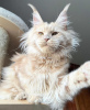 Photo №3. Maine coon. Allemagne