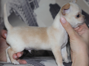 Photo №4. Je vais vendre chien bâtard en ville de Cherepovets. éleveur - prix - 163€