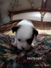 Photo №1. shih tzu - à vendre en ville de Lugansk | 77€ | Annonce №8675