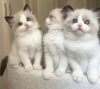 Photo №1. ragdoll - à vendre en ville de New york | 237€ | Annonce № 104313