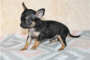 Photo №3. Adorables chiots Chihuahua en adoption gratuite. Allemagne