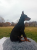 Photo №4. Je vais vendre dobermann en ville de Belgrade. éleveur - prix - négocié