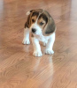 Photo №1. beagle - à vendre en ville de Düsseldorf | Gratuit | Annonce №123640