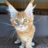 Photo №3. Chatons Mynekoon en adoption gratuite. Allemagne