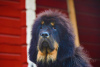 Photo №4. Je vais vendre dogue du tibet en ville de Zhodino. annonce privée - prix - 328€