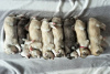 Photo №4. Je vais vendre maine coon en ville de Васильков. de la fourrière - prix - 676€