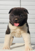 Photo №1. akita (chien) - à vendre en ville de Kraljevo | négocié | Annonce №83071