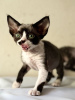 Photo №1. devon rex - à vendre en ville de Vienna | 300€ | Annonce № 88500