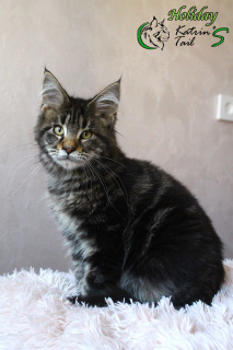 Photo №4. Je vais vendre maine coon en ville de Saint-Pétersbourg. de la fourrière, éleveur - prix - 500€