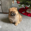 Photo №2 de l'annonce № 125082 de la vente chow-chow - acheter à Allemagne annonce privée