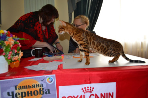 Photo №2 de l'annonce № 2881 de la vente bengal - acheter à Biélorussie de la fourrière, éleveur