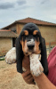 Photo №1. basset hound - à vendre en ville de Molas | 1500€ | Annonce №30212