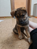 Photo №2 de l'annonce № 102661 de la vente chien bâtard - acheter à Fédération de Russie annonce privée